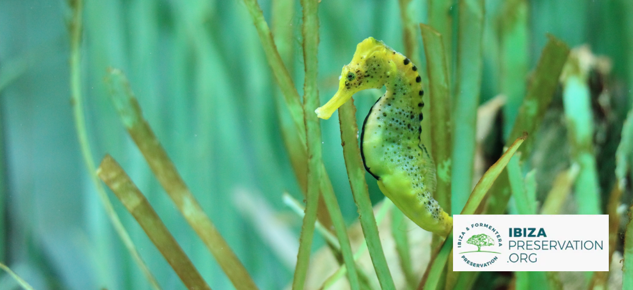 Seahorse image from Ibiza Preservation.org